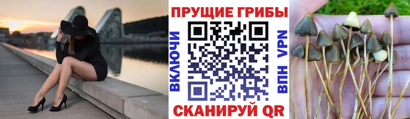 Галлюциногенные грибы мицелий  Купить  Краснознаменск 